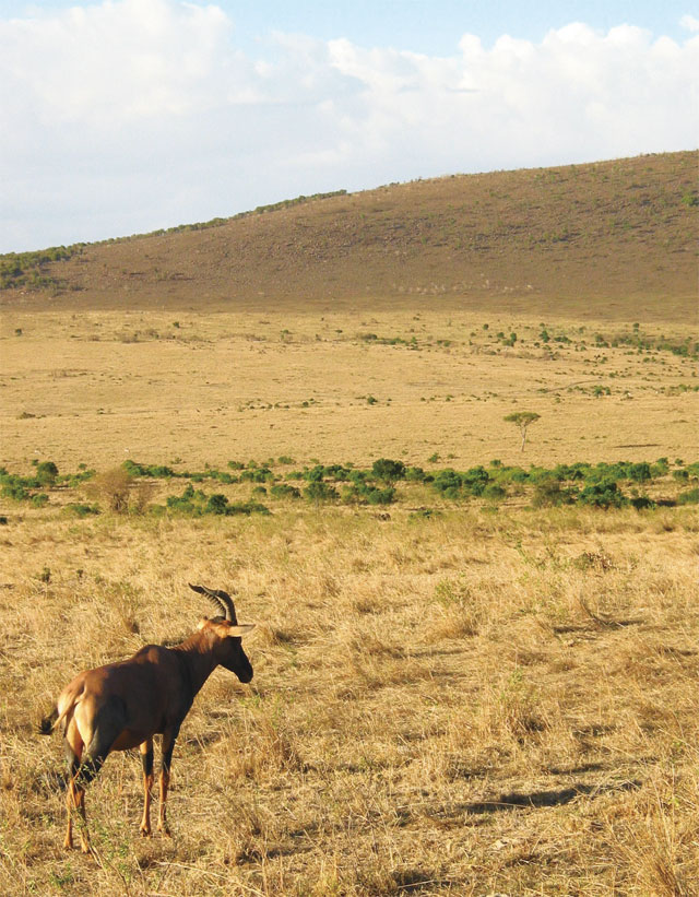 탄자니아 세렝게티에서 마주한 대자연