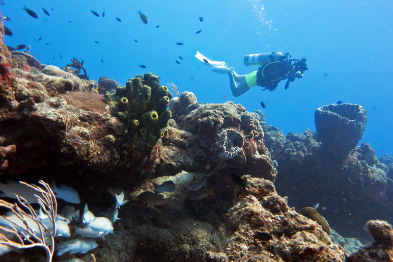 다이버들의 천국으로 불리는 코수멜섬의 산호초 군락은 카리브해가 품은 보석이다