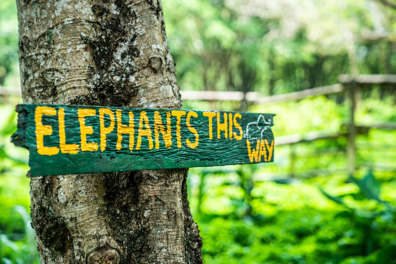 멸종위기의 아시아 코끼리를 보호 중인 엘리펀트 밸리에는 사람을 위한 길이 없다