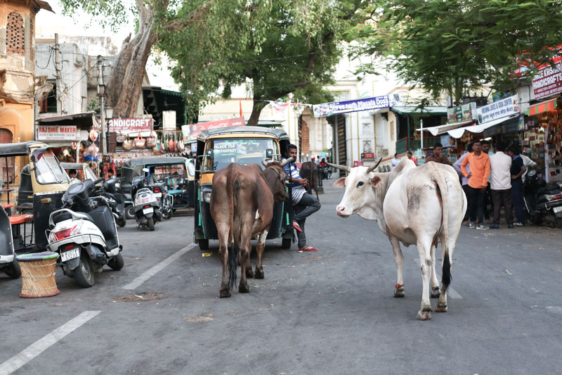 인도에서 소는 거리의 왕이다