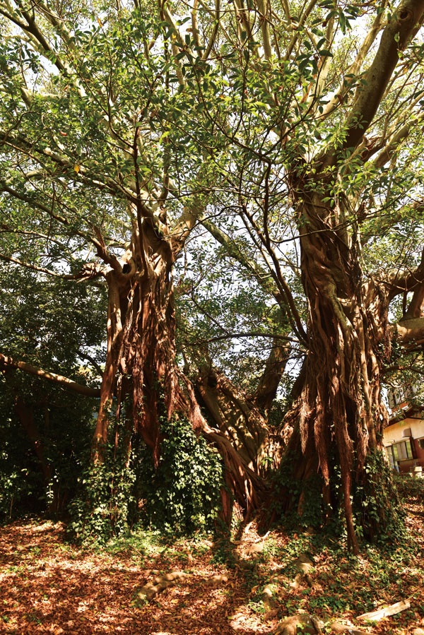 천연기념물 용나무