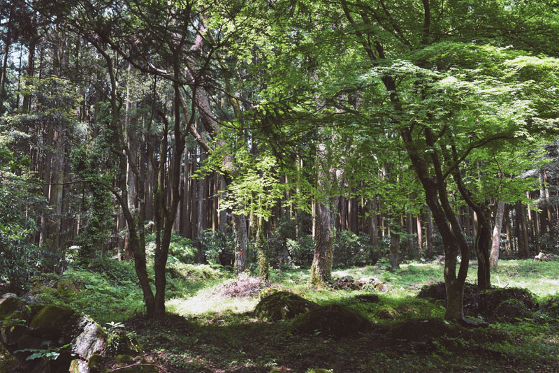 히로코우라의 몽환적인 편백나무숲