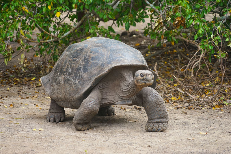 이사벨라섬 자이언트 거북 번식센터에 살고 있는 거북. 지구상에존재하는 거북 중 크기가 가장 큰것으로 알려져 있다