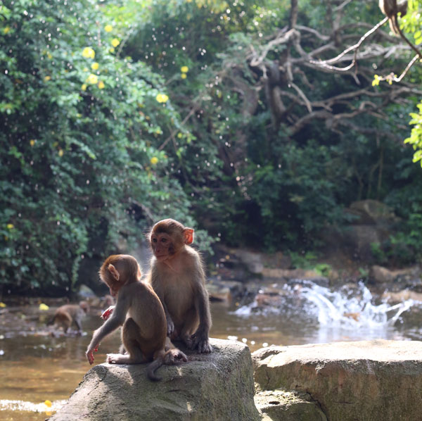 원숭이섬인공호수에서 더위를 식히기 위해 물놀이는 즐기는 원숭이들