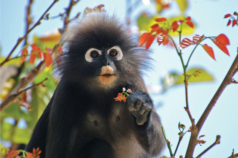 안경원숭이라고 불리는 랑구르 원숭이