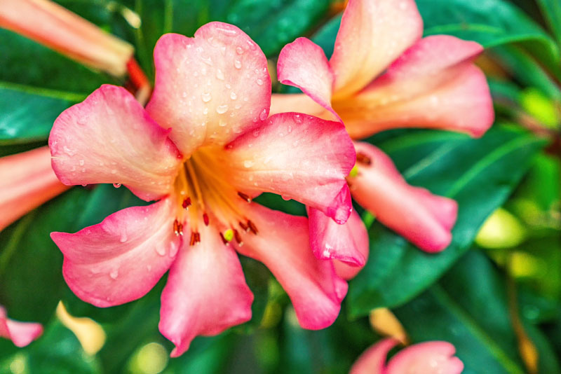 가든스 바이 더 베이에서는 사계절 내내 활짝 피어 있는 꽃을 만날 수 있다