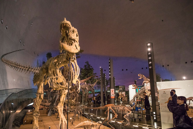 후쿠이현립 공룡박물관에는 공룡의 진짜 전신 골격이 전시돼 있다