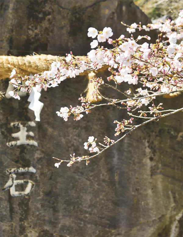 가와라신사의 옥석 앞에 활짝 핀 벚꽃