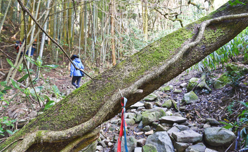 맑은 봄날, 삼나무숲과 대나무숲이 교차하는 지쿠호·가와라 올레길을 걸었다