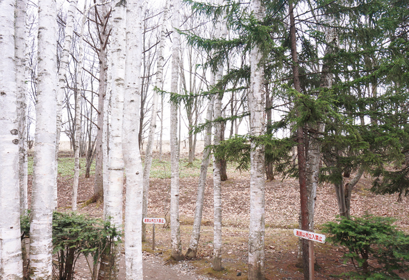 탁신관 옆으로 펼쳐진 자작나무숲