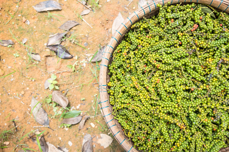 후추 농장에서 방금 수확한 후추열매