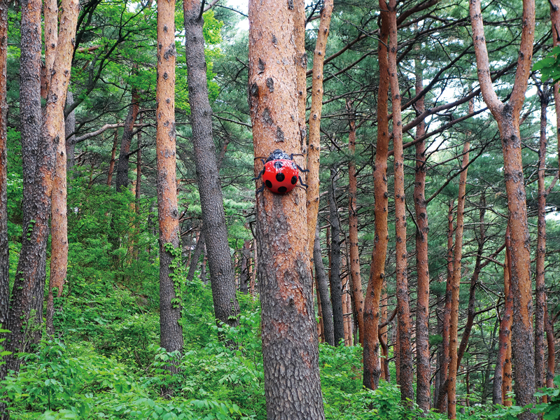 ‘김일성 별장’을 감싸고 있는 소나무 숲