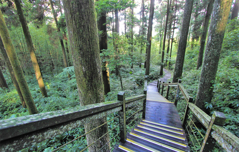 피톤치드가 물씬 느껴지는 삼나무 숲 산책