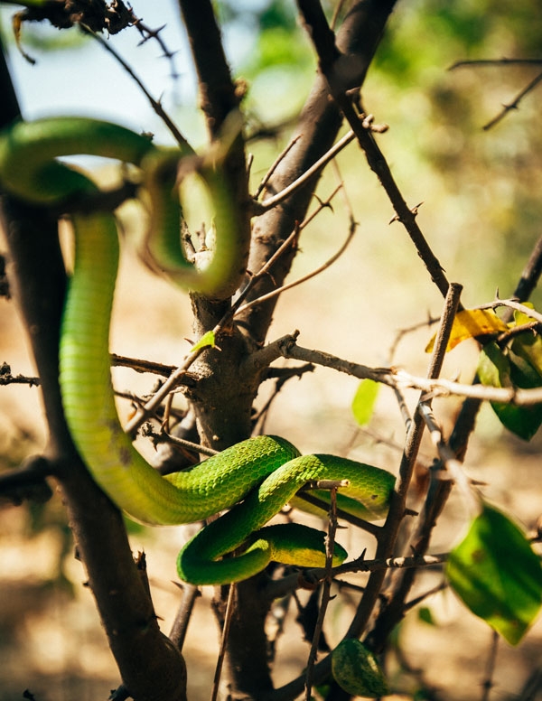 그린 바이퍼 스네이크(Green Viper Snake), 치명적인 독사다