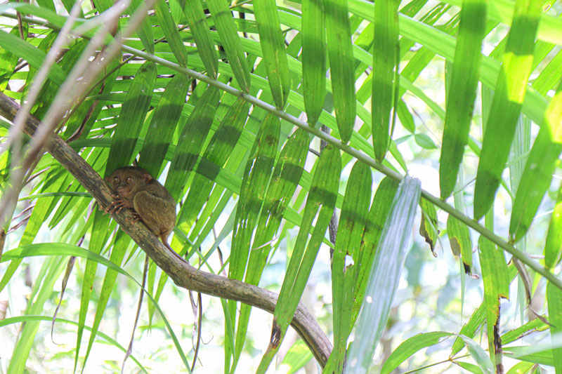 안경원숭이는 항상 같은 나무에서 잠을 자는 특성이 있다. 덕분에 보호센터 가이드는 매일 아침 나무로 돌아온 안경원숭이를 파악해 여행객들에게 안내한다