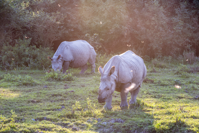 카지랑가 국립공원의 보물, 외뿔 코뿔소