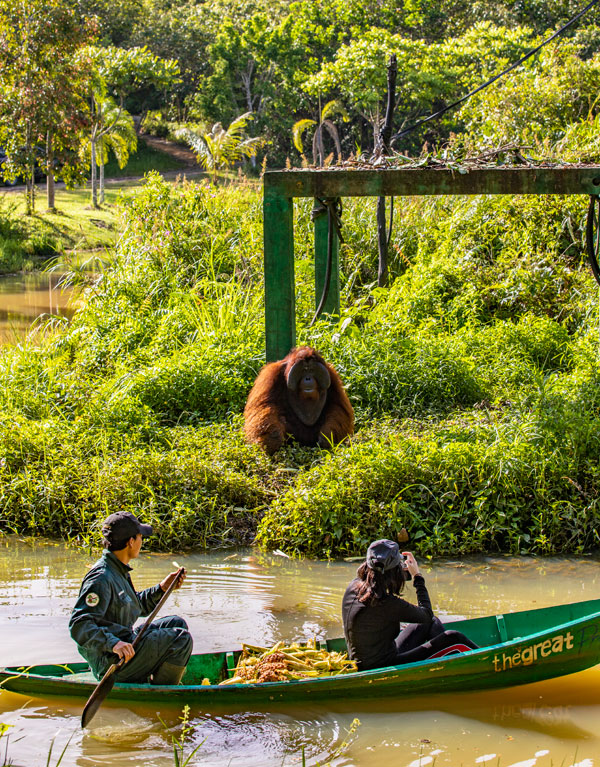 인도네시아 삼보자 지역에서 볼 수 있는 오랑우탄