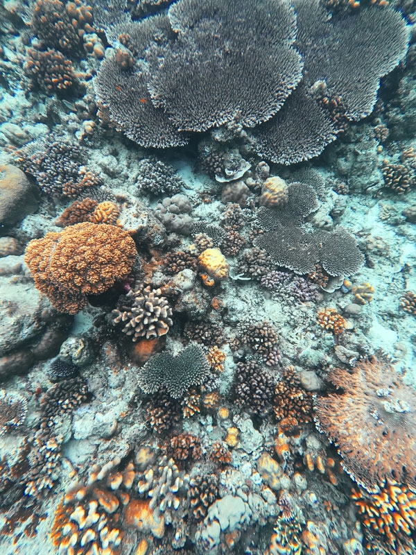마라투어섬 일대 바다 속에서 찾은 형형색색 산호초와 열대어들
