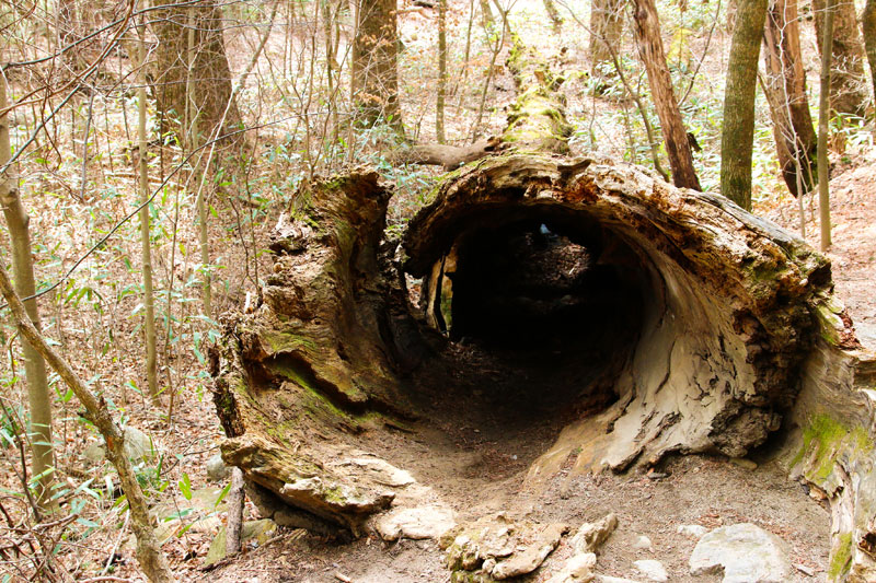 2006년 전나무 숲에서 가장 나이가 많은 할아버지 전나무가 쓰러졌다