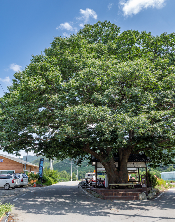마을의 보호수 느티나무