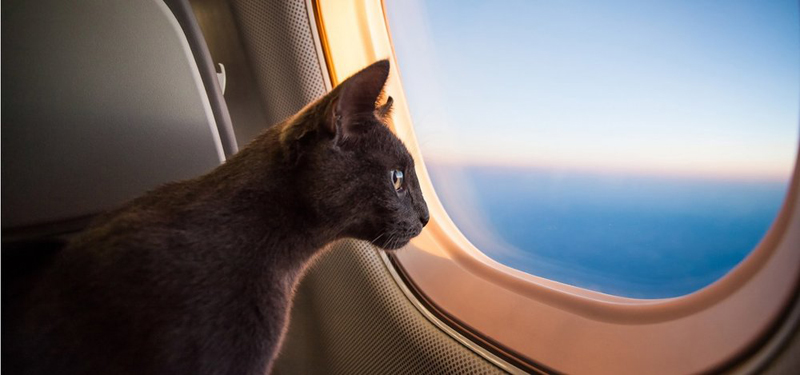 이렇게 비행기 창밖을 감상하는 펫의 시대는 좀 더 기다려야 할 듯하다 ©PetAirways