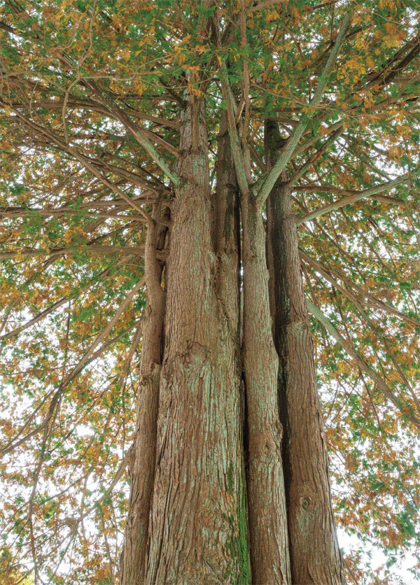 홉 줄기로 자란 상이암 화백나무
