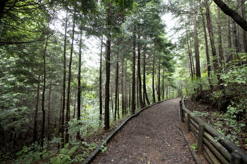 국립장성숲체원에는 250만 그루의 나무가 자라고 있다.