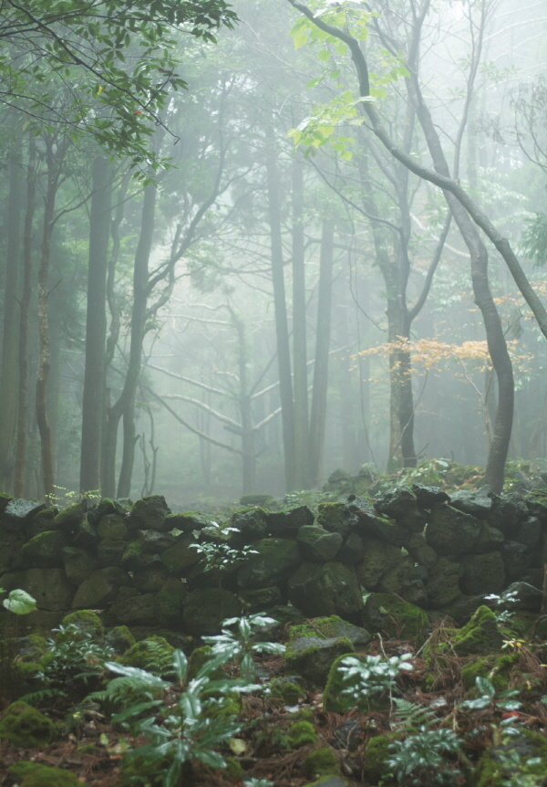 수령 60여 년이 넘는 편백나무와 삼나무가 살아 숨 쉬는 서귀포 치유의 숲.