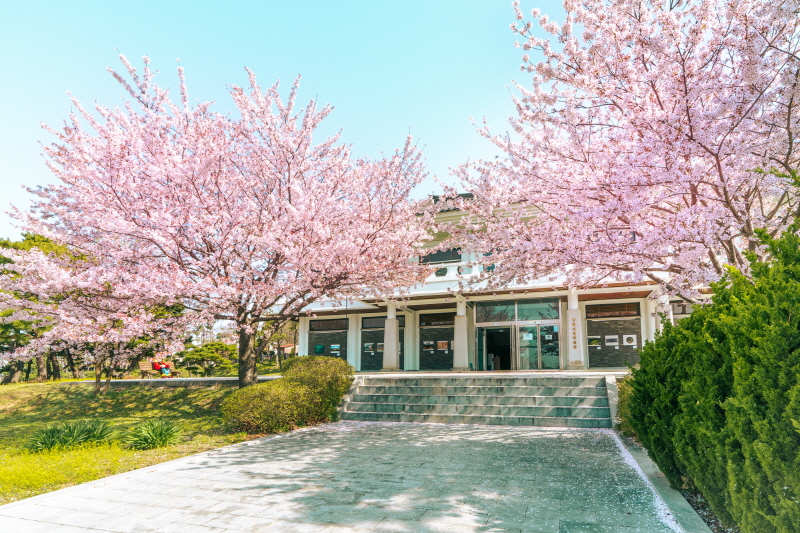 강화전쟁박물관을 둘러싼 벚꽃나무들