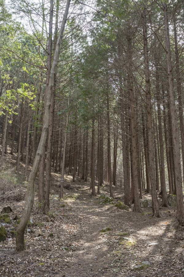 마을 주민의 관리하에 일반에게 공개된 백운산 편백숲