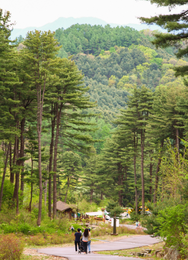 경기도 잣향기 푸른숲은 경기도 내에서 피톤치드 농도가 가장 높은 곳이다. 산책하기 좋은 코스가 여러 개다