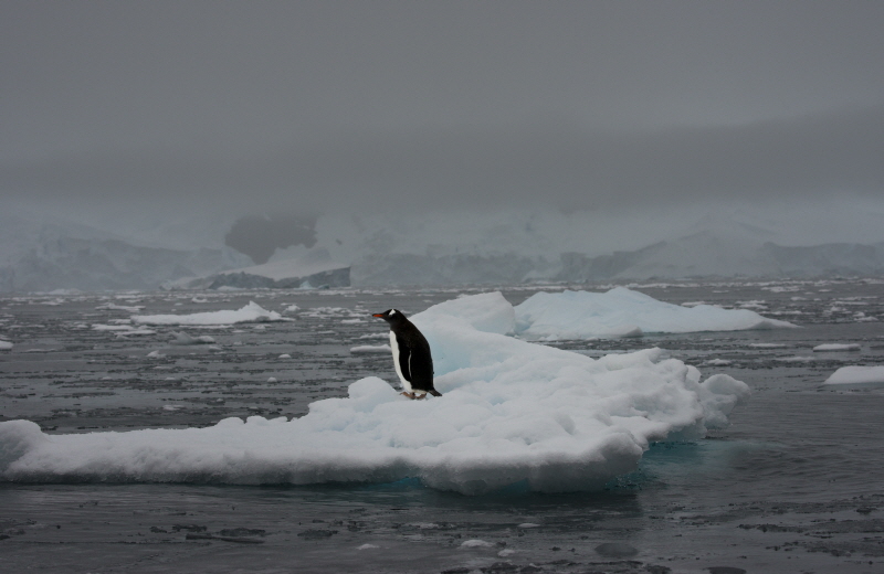 남극 빌헤미나만의 젠투펭귄 Gentoo Penguin in Wilhelmina bay, Antarctica