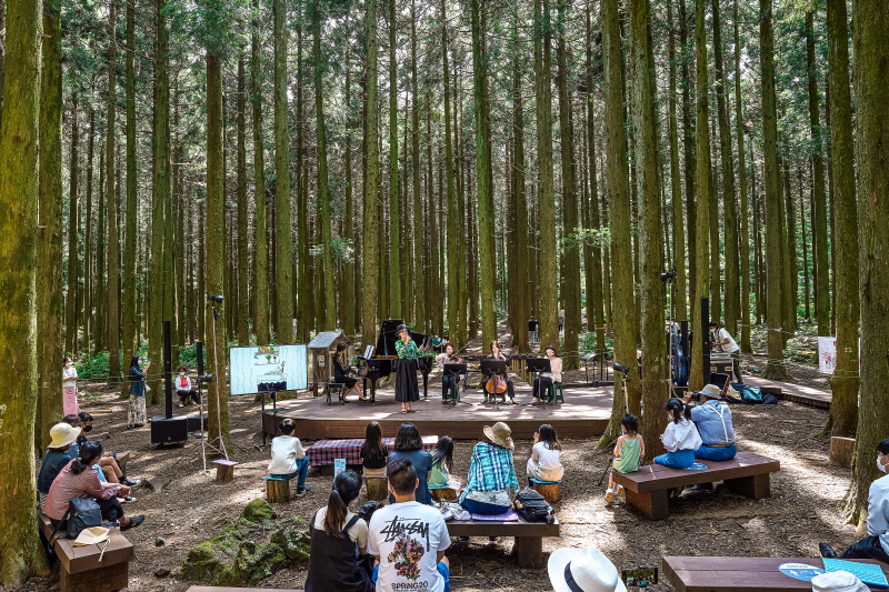 제주도 치유의 숲에서 열린 자작나무숲 음악회. 자연 속 음악이 바람처럼 맴돈다