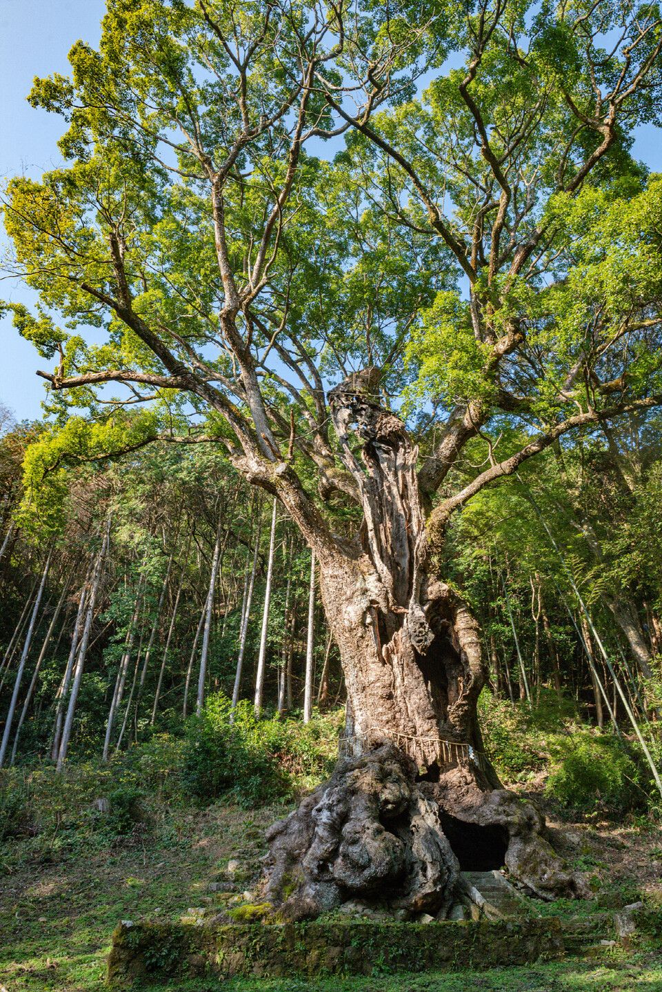 벼락을 맞아 고사했던 다케오 녹나무는 다시 살아나 현재에 이른다