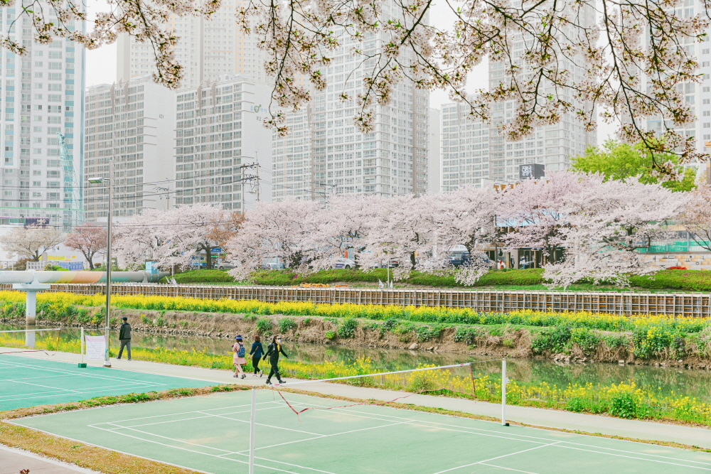  현지인과 여행자의 사랑을 고루 받는 온천천 시민공원, 벚꽃 시즌에는 유독 더 그렇다