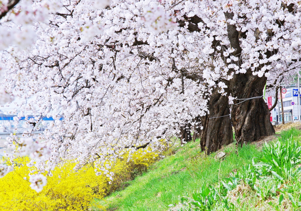 무심천 뚝방 풀밭의 연둣빛, 개나리 노란빛, 벚꽃 하얀빛은 청주 무심천 봄의 삼원색이다