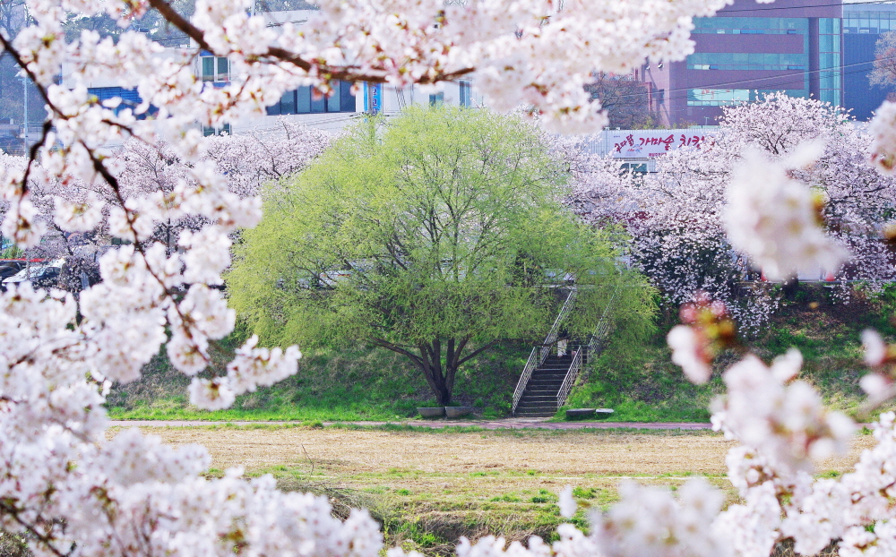 벚꽃 가지 사이로 연둣빛 물오른 버드나무가 보인다