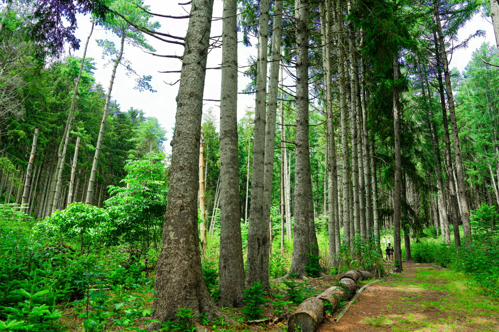 울창한 나카지마섬의 숲속으로 한 걸음 한 걸음