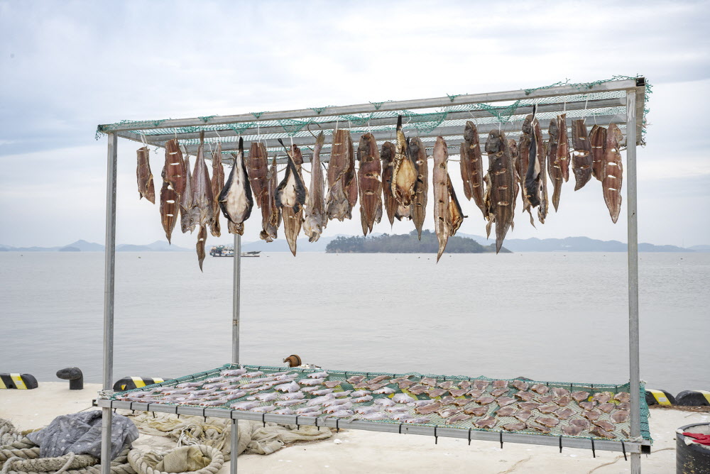새우의 고장인 전장포 포구에서 건조되는 생선들