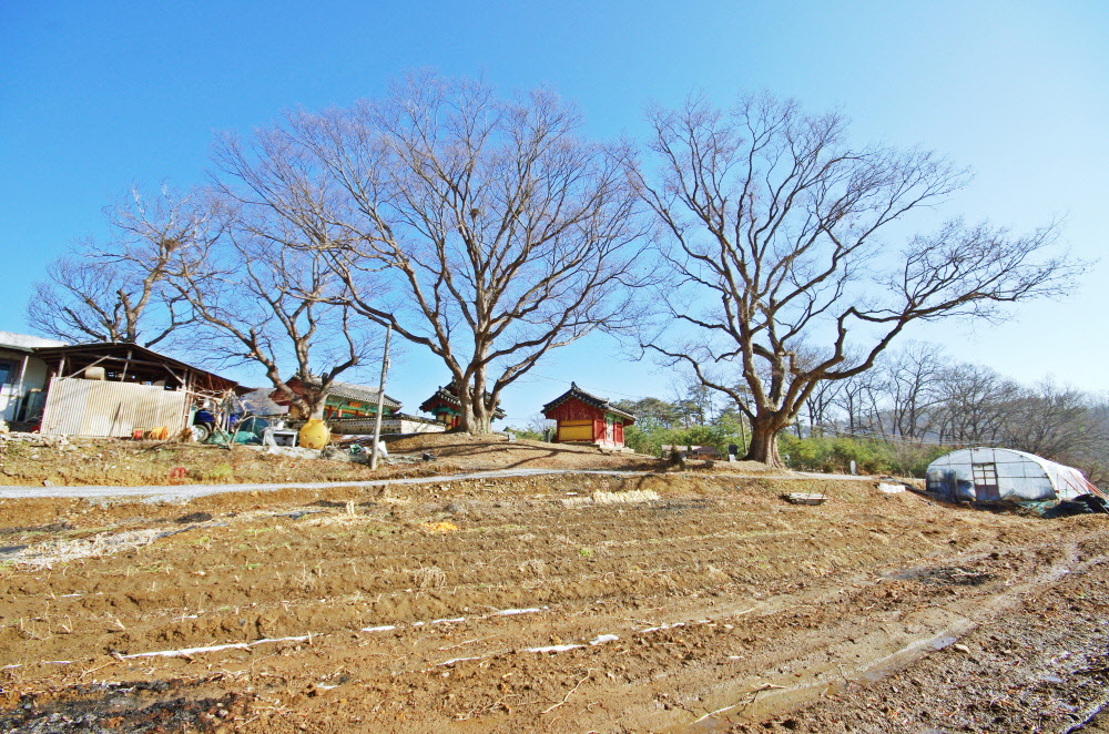 옥화9경 제4경 옥화대가 있는 마을의 풍경. 200~300년 된 느티나무 고목이 마을을 지키고 있다