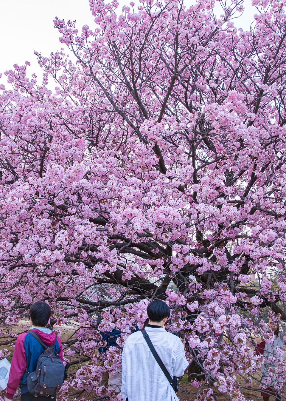 신주쿠교엔의 벚꽃 /이성균 기자