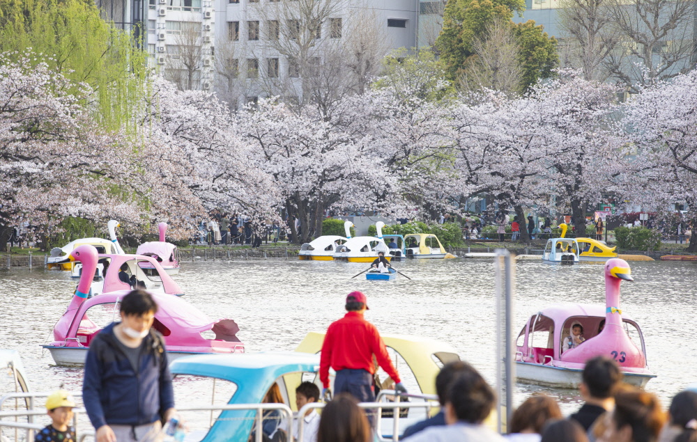 시노바즈노이케 연못에서는 보트도 탈 수 있는데, 벚꽃을 배경으로 인생 사진을 건질 수 있다