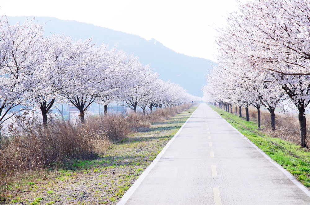 도동서원 가기 전에 보았던 낙동강 벚꽃길. 사진에 담지 못한 반대쪽에도 벚꽃길 새하얀 소실점이 있다.
