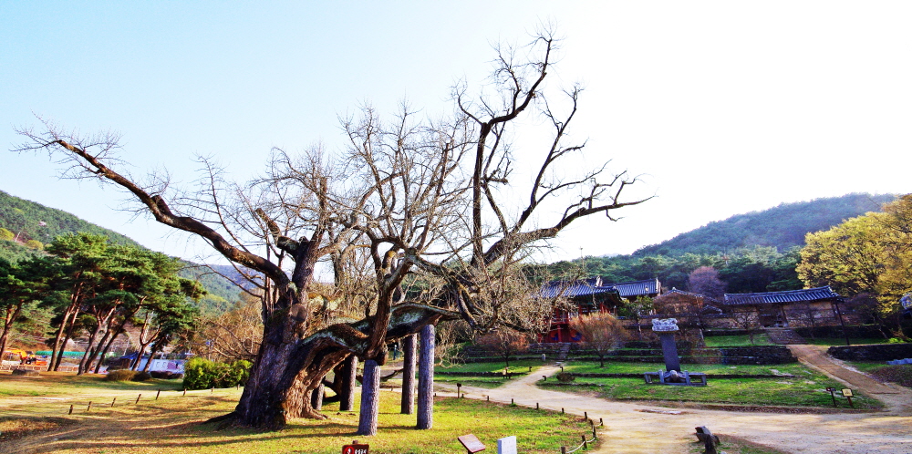 도동서원 앞뜰에 있는 400년 넘은 은행나무