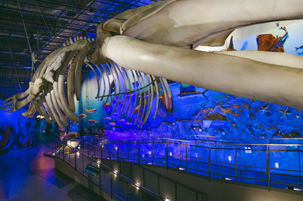 땅끝해양자연사박물관의 시그니처인 대왕고래 뼈
