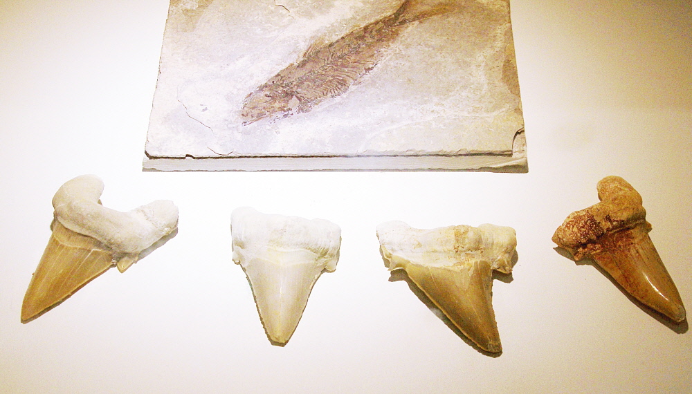 청주랜드 공룡전시관에 전시된 상어이빨화석