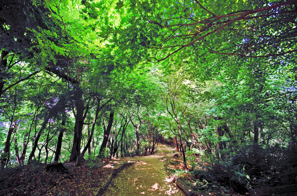 봉산 초록 숲길