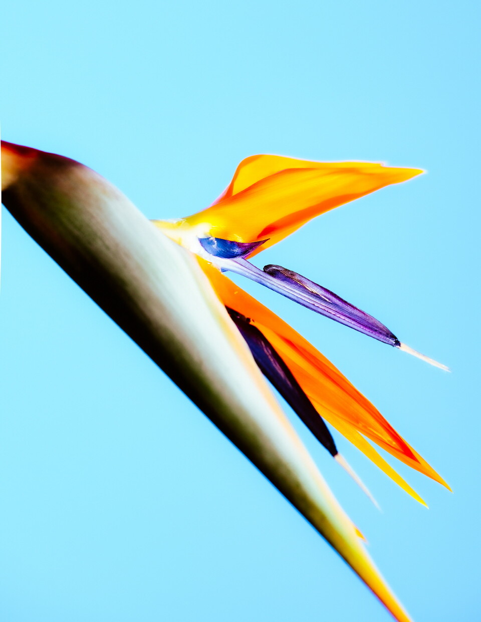 리젠트 푸꾸옥의 시그니처, 극락조화(Bird of Paradise). 꽃의 모양이 화려한 깃털을 가진새, ‘극락조’를 닮아 붙은 이름이다. 극락조화의 꽃말은 ‘영원과 신비’