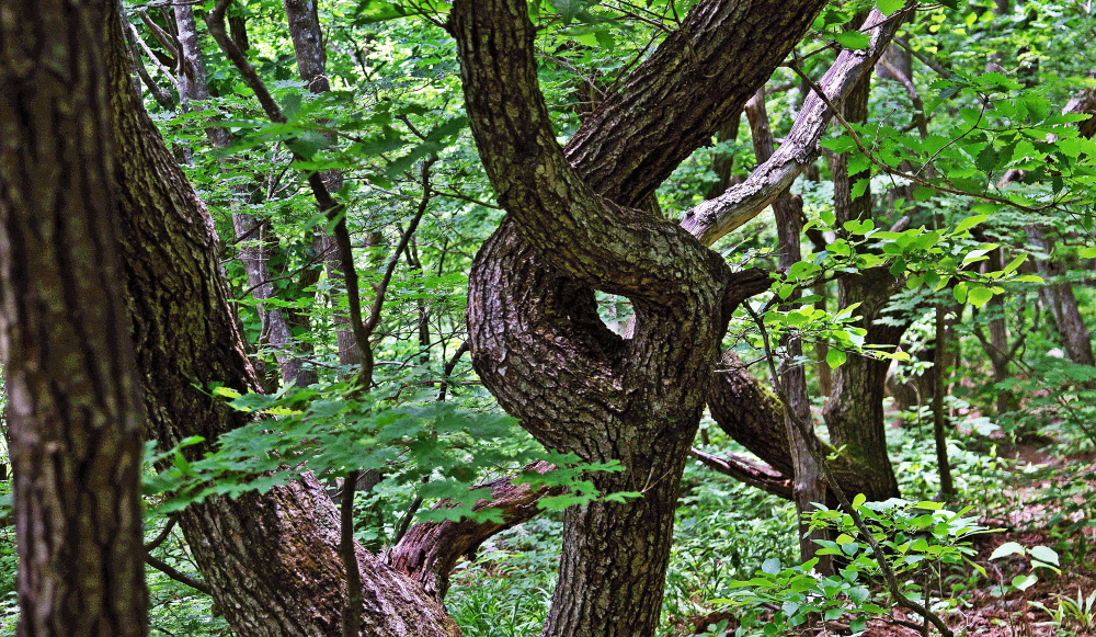 숲에서 본 기이한 모양의 나무