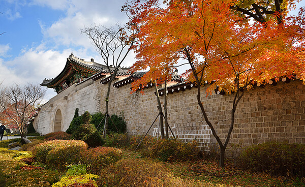 서울 궁궐과 주변 거리에서 가을을 조금 더 가깝게 즐길 수 있다 ⓒ문화재청궁능유적본부